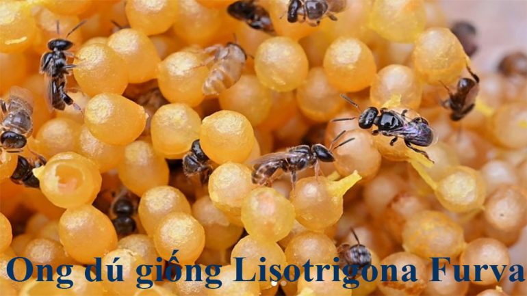 Trang trại ong dú