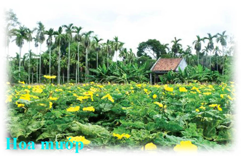 Trang trại ong dú