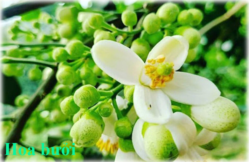 Nông sản sạch