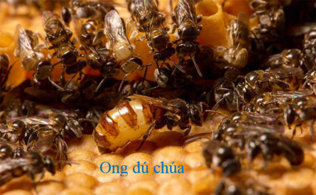 Nhân đàn ong dú