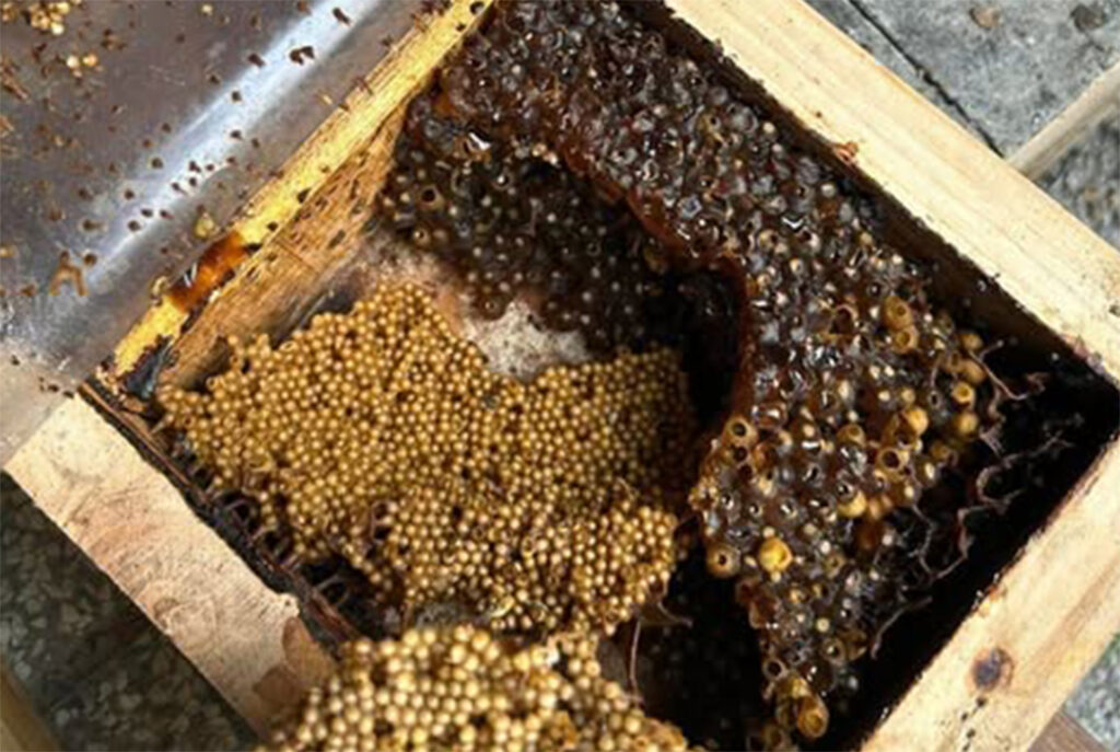 Kỹ thuật nuôi ong dú