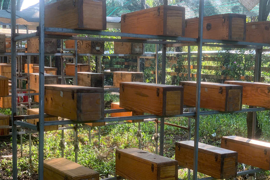 Nuôi ong dú thu mật