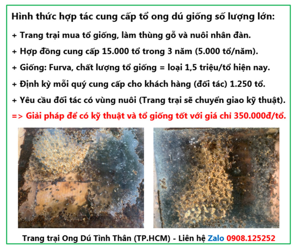 chia tổ ong dú