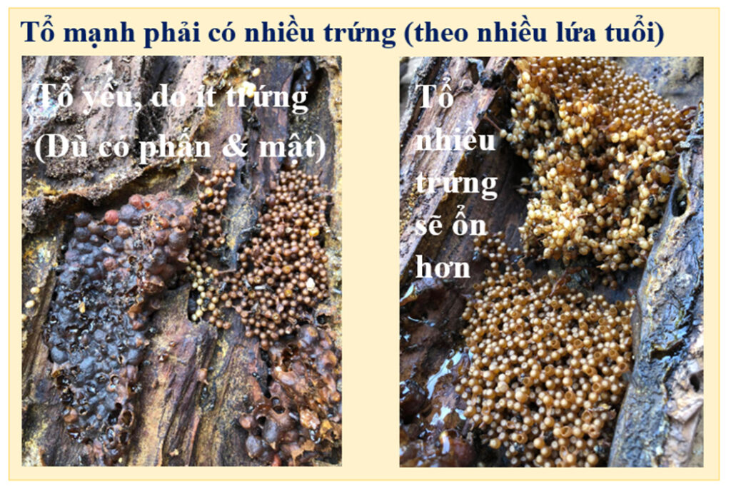 hướng dẫn nuôi ong rú