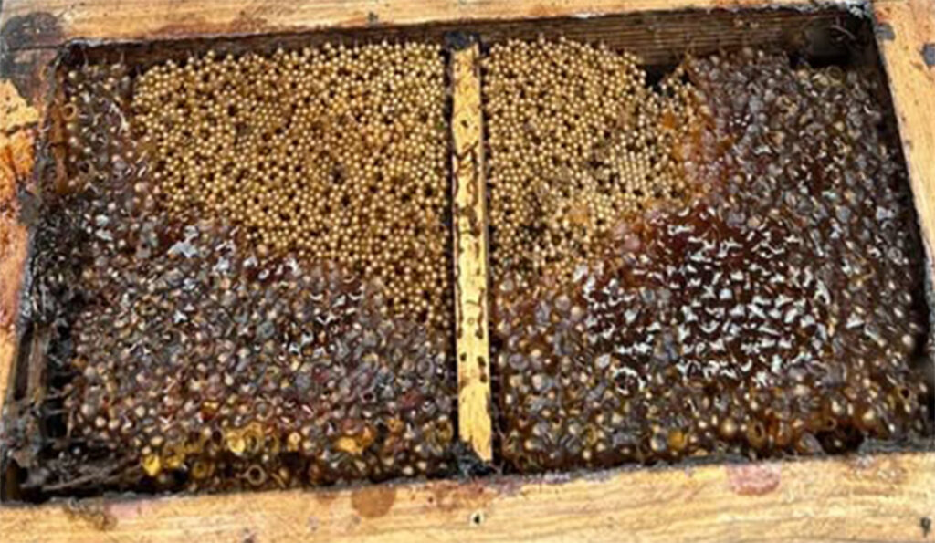 Nuôi ong dú thu mật