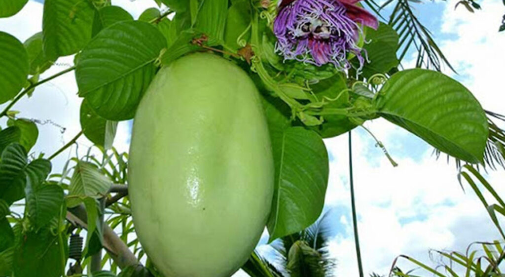 Nông sản sạch