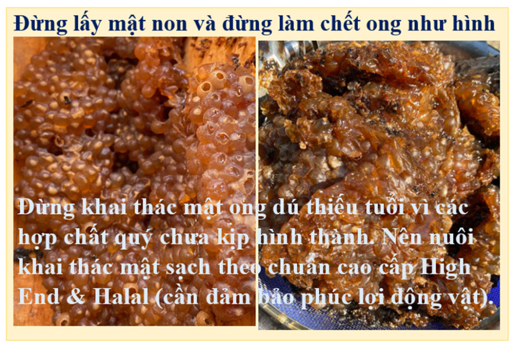 tài liệu nuôi ong dú
