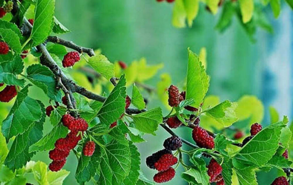 Nuôi ong dú thu mật