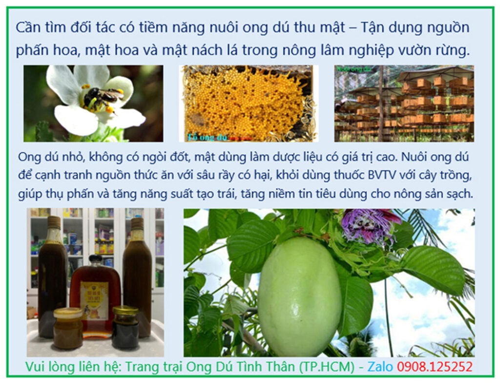 Mô hình nuôi ong dú