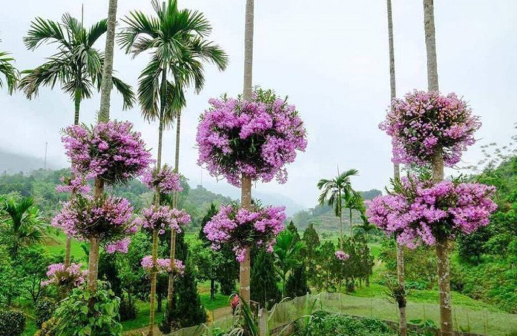 trại ong dú