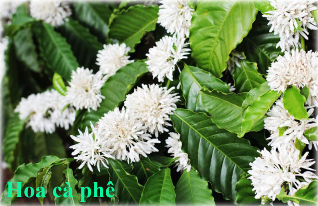 nhân giống ong rú