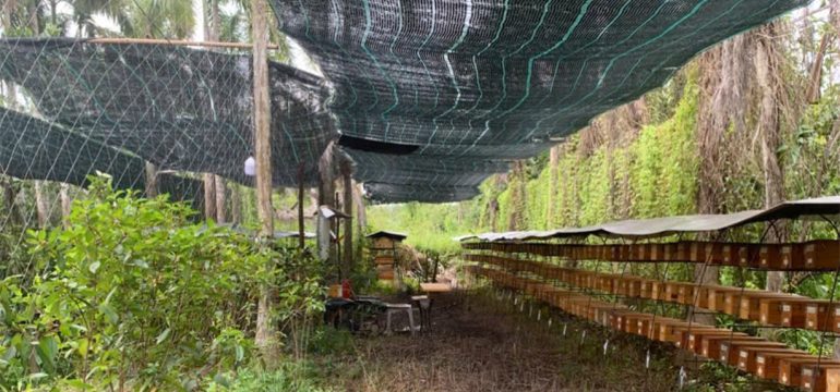 Mô hình nuôi ong dú