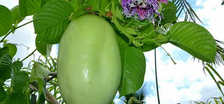 Nông sản sạch