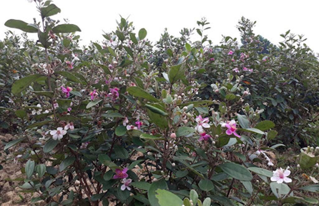 Làm giàu ở nông thôn