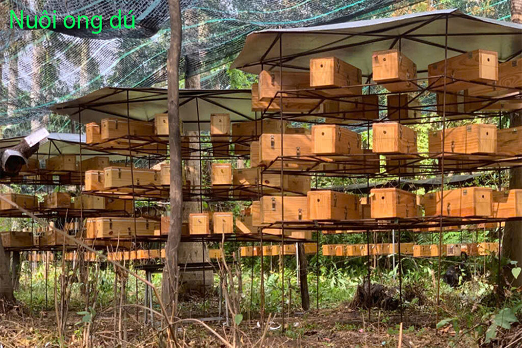 Nuôi ong dú