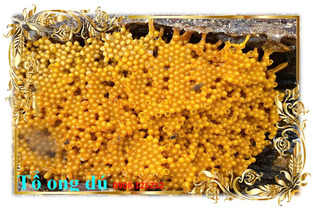 Bán tổ giống ong dú