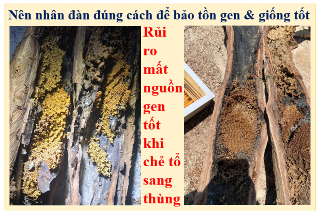 Cách nuôi ong dú