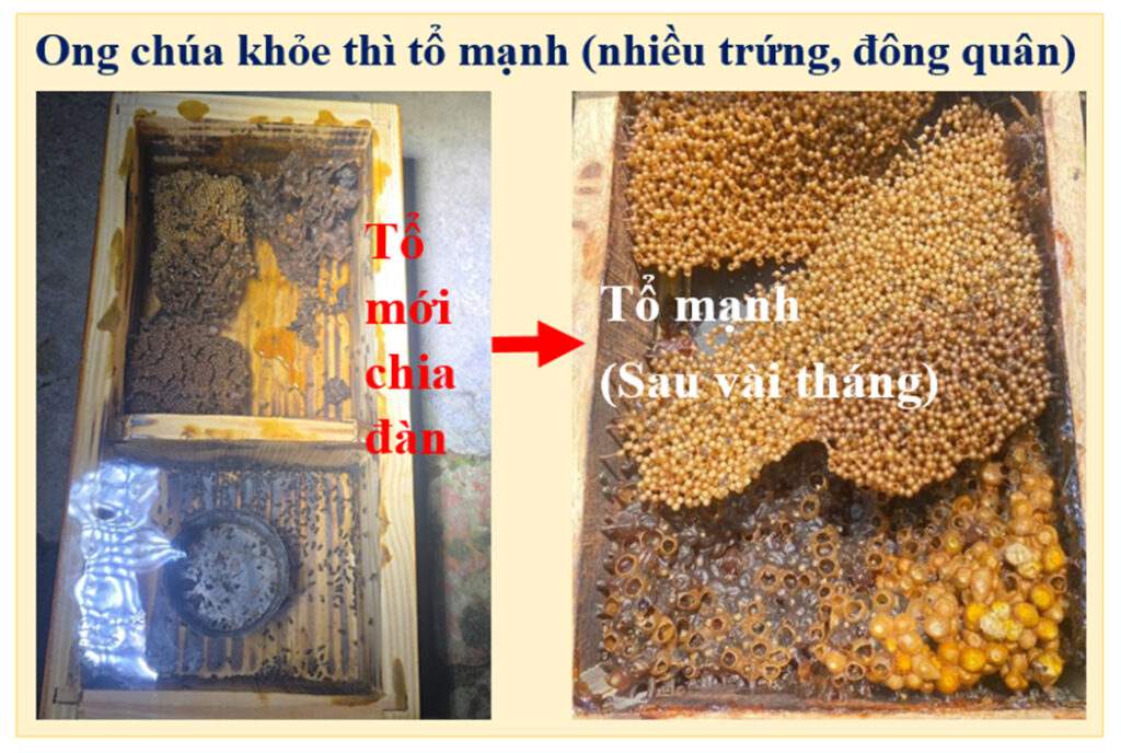 Chia tổ ong dú