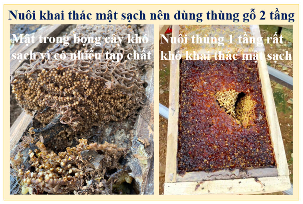 Học nuôi ong dú