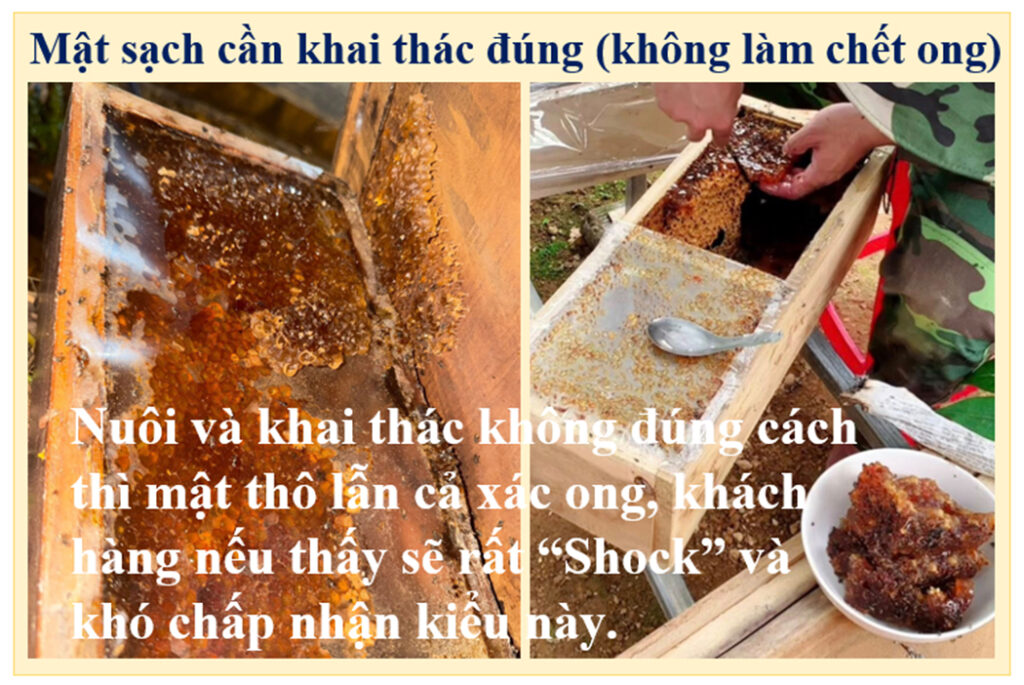 Hướng dẫn nuôi ong dú