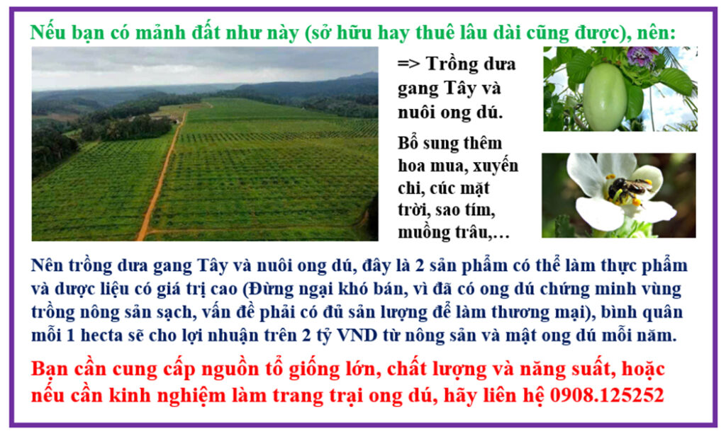 Nuôi ong dú làm giàu