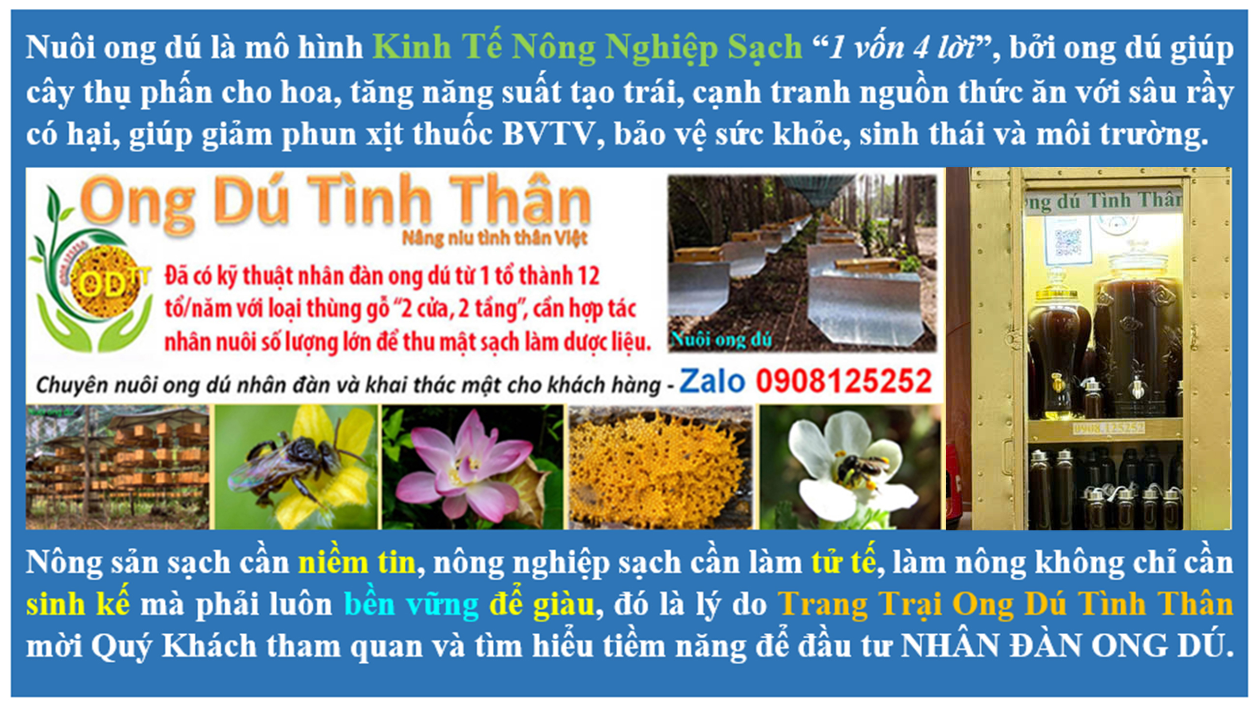 Ong dú Tình Thân